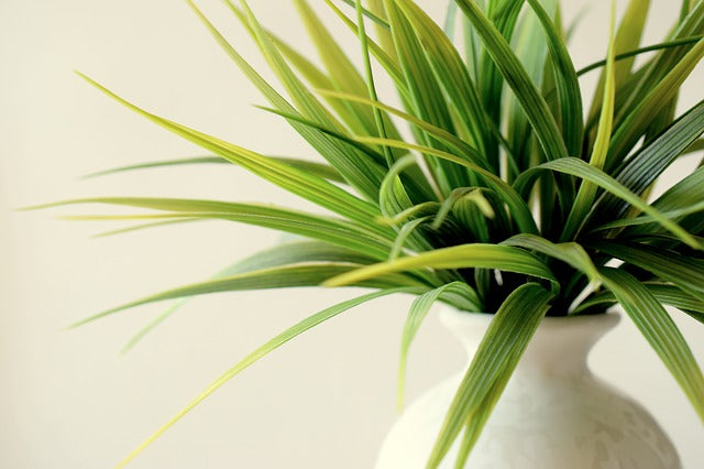 Quel engrais naturel pour plante d'intérieur ?