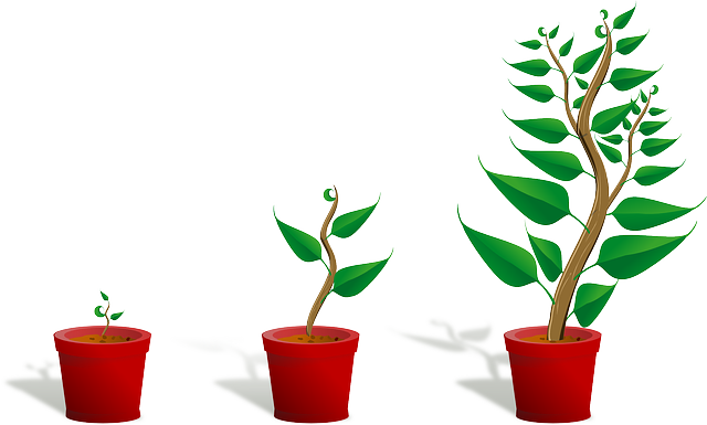 Quels sont les meilleurs engrais naturels pour les plantes en racine nue