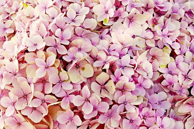 Quel engrais naturel peut-on utiliser pour des plantes grimpantes ?