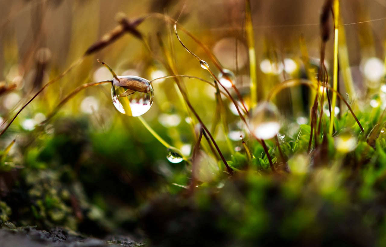 Quand faut-il mettre l'engrais ? Avant ou après la pluie ?
