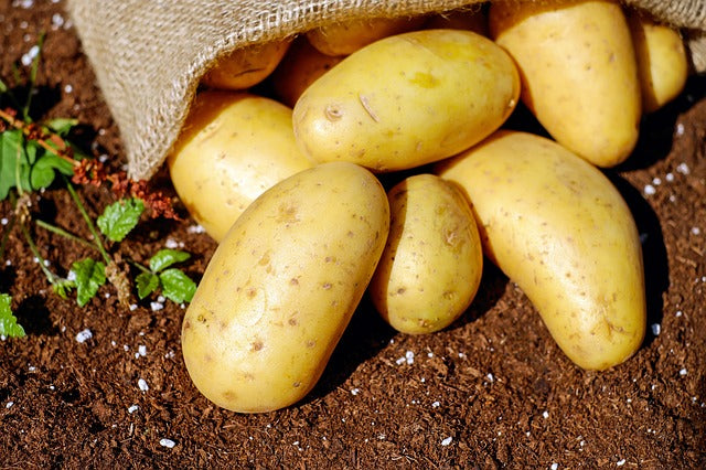 Quel engrais naturel choisir pour les pommes de terre ?