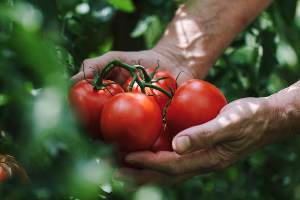 Engrais pour tomate : Découvrez Tonnerre d’engrais