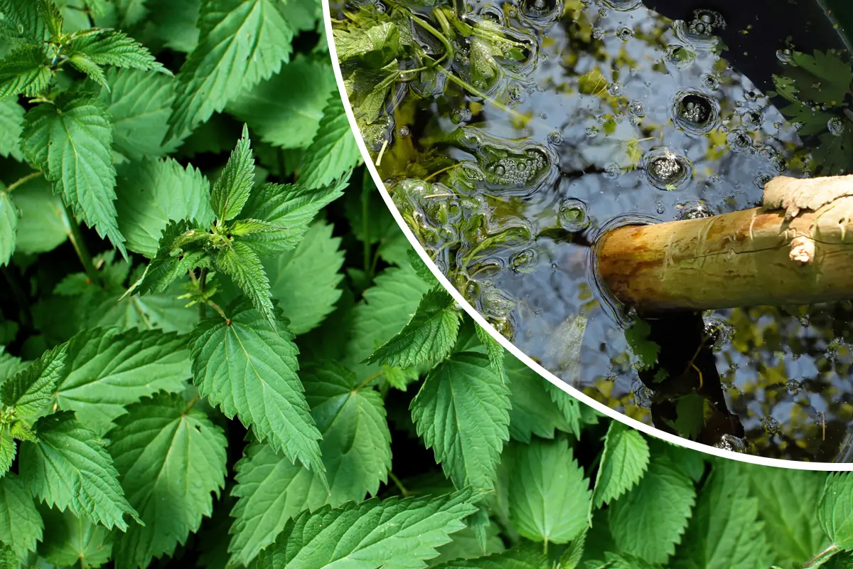 Le purin d’ortie est-il un engrais ?