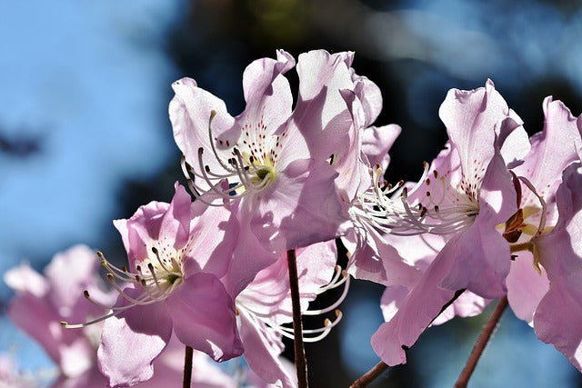 Quel engrais naturel pour les rhododendrons ?