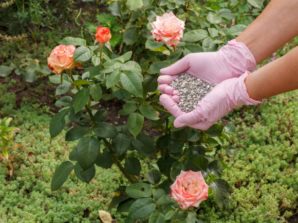 Engrais Rose : Quel engrais pour la fleur préférée des Français ?