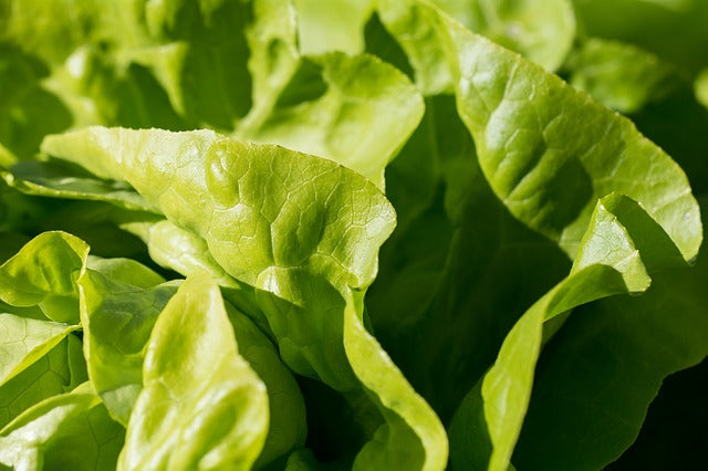 Quel engrais naturel est efficace pour les salades ?