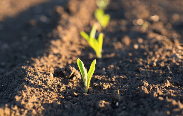 Comment fertiliser une plante ?
