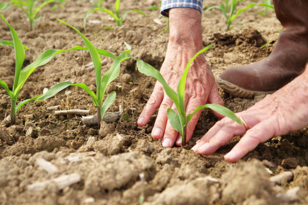 Quels sont les inconvénients des engrais naturels ?
