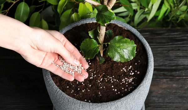 Quel est le meilleur engrais pour toutes les plantes ?