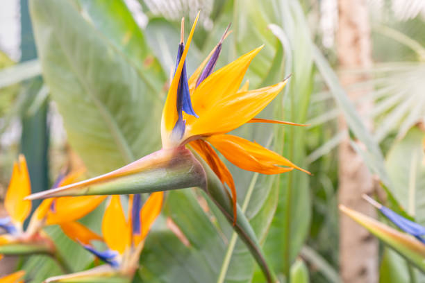 Quel engrais pour l’oiseau du paradis ?