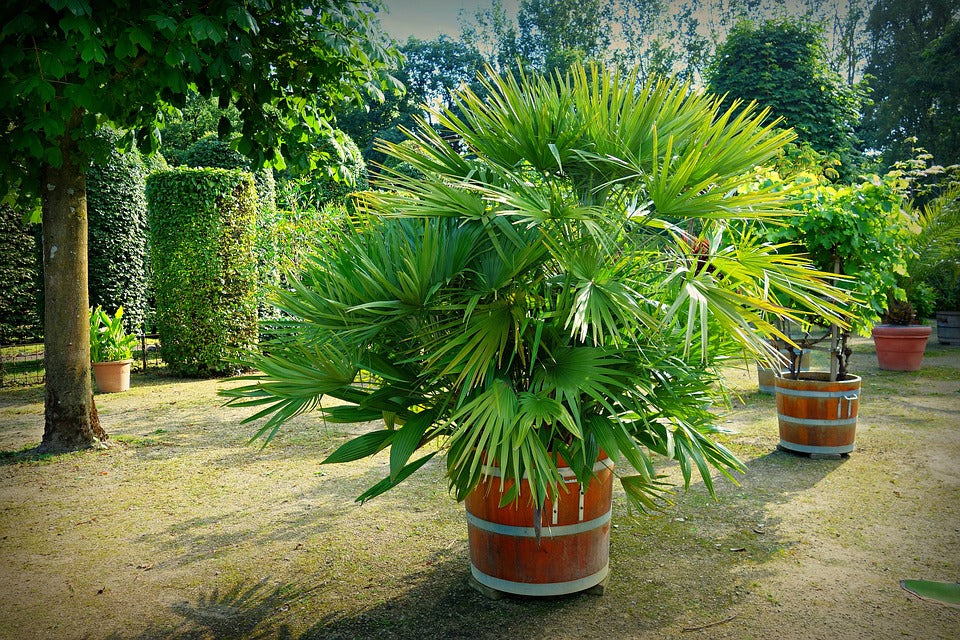 Quel engrais naturel pour palmier ?