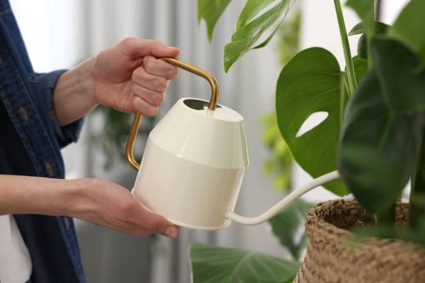 Quelles plantes arroser avec du café ?