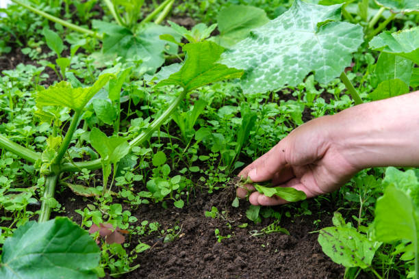 Comment savoir si une plante a besoin d’engrais ?