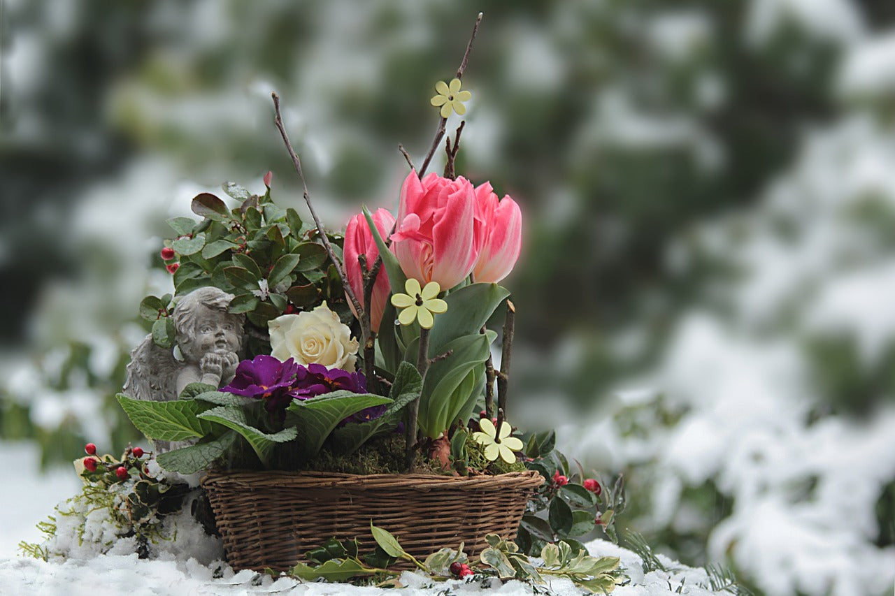Comment protéger les plantes du froid ?