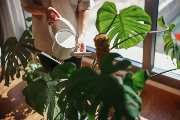 Est-ce que le lait est bon pour les plantes ?