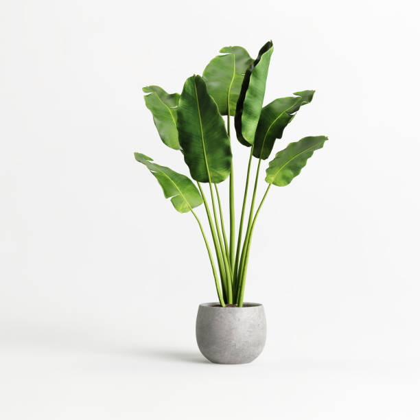 Comment rebooster une plante ?