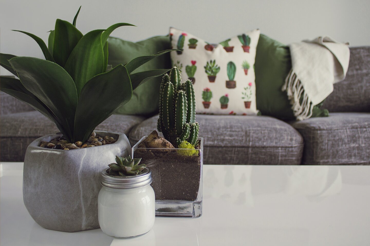 Guide pour l'application d'engrais aux plantes d'intérieur