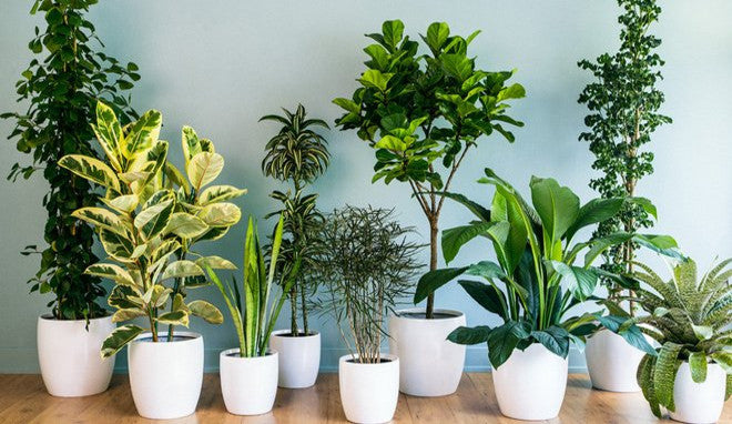 Quel engrais naturel pour plante verte ?