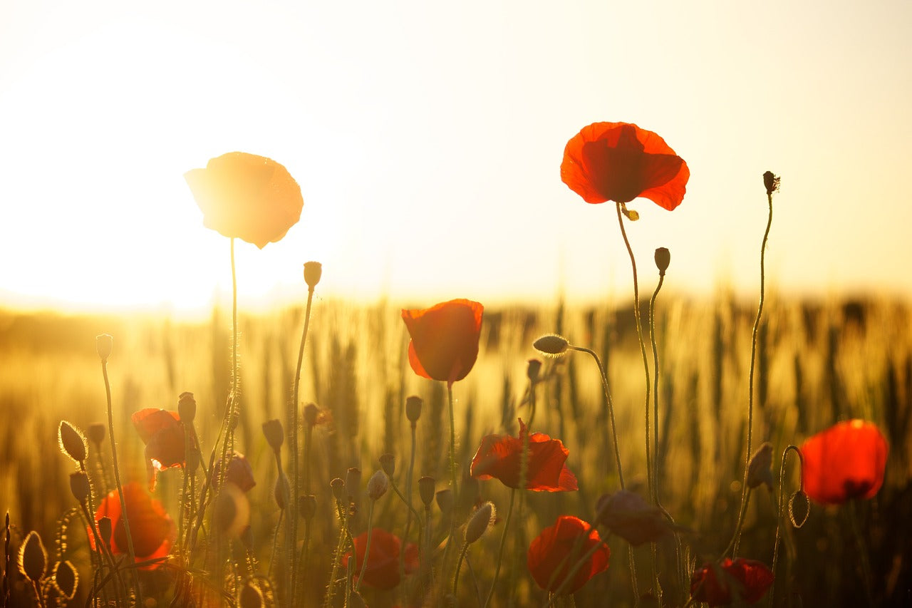 Engrais : comment anticiper les changements climatiques ?
