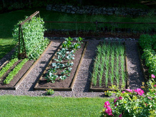 Quel engrais naturel pour le potager ?