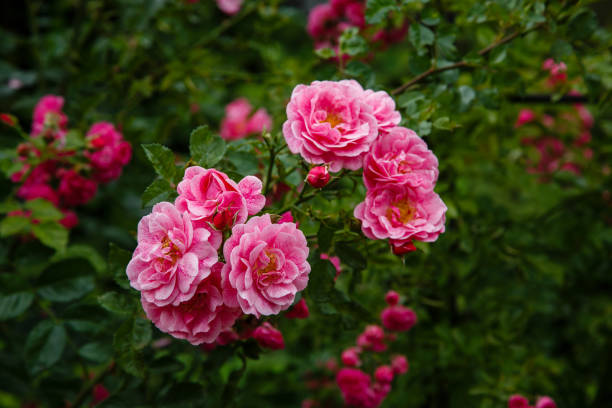 Pourquoi mettre du marc de café au pied des rosiers ?