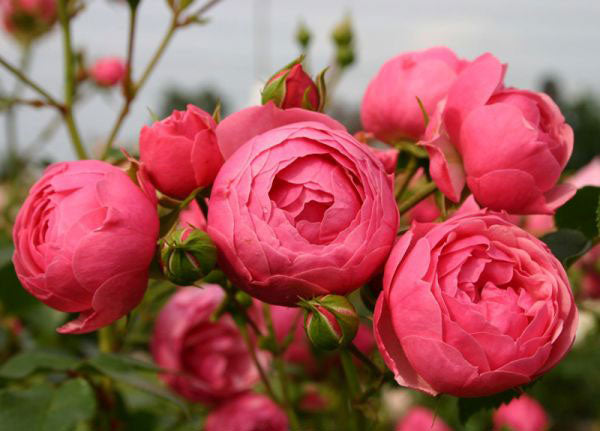 Quel engrais naturel choisir pour ses rosiers ?