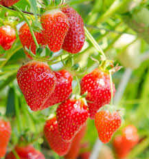Choisir son engrais naturels pour les fraisiers